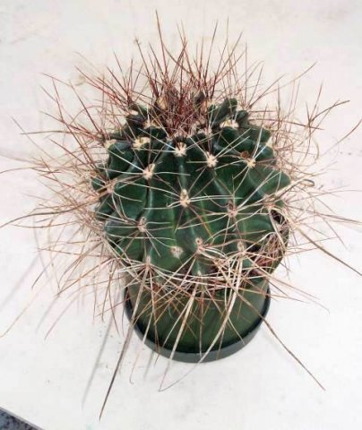 ferocactus_setispinus